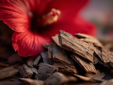 macrofotografia de um punhado de cascas e uma flor da planta Erythrina mulungu