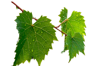Vigne, amboise, Vallée de la Loire