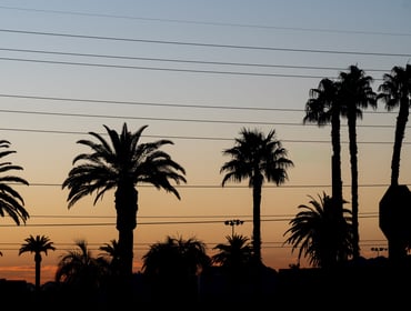 a line of palm trees across the horizon during sunrise
