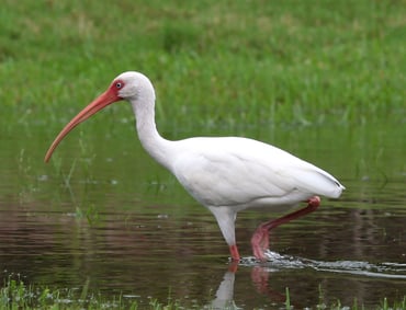 Florida Ibis