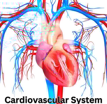 Cardiovascular System