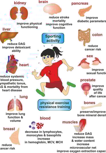 effects of sports, physical exercise, and resistance training on various organs.