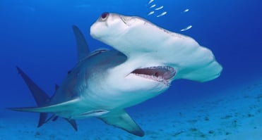 Grand Requin Marteau Halicorne
