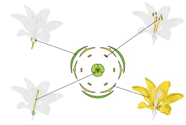 Plante à fleur - diagramme floral