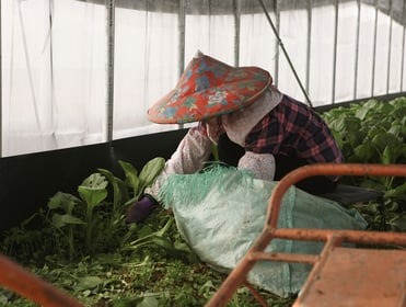 Agriculture and Poultry Farming