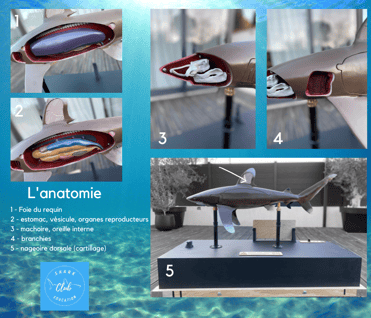 Maquette interactive présentant l'anatomie du requin