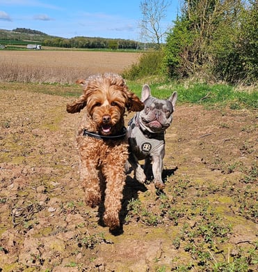 two dogs are running in the dirt