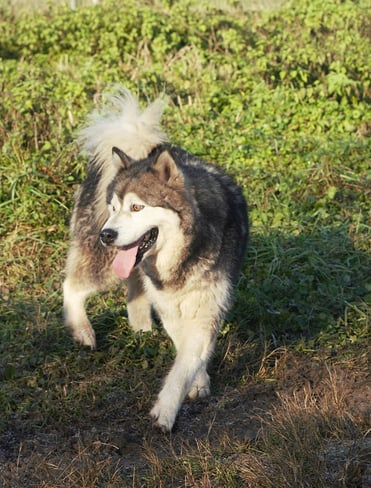 Alaskan malamute femmina grigio lupo