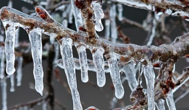 a tree branch with icicles hanging from it