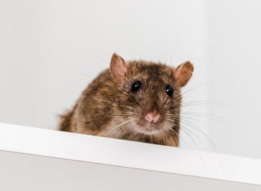 photo d'un rat sur une armoire