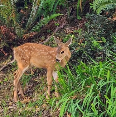 Oregon Coast - A baby deer standing in large ferns & plants along the road in Astoria