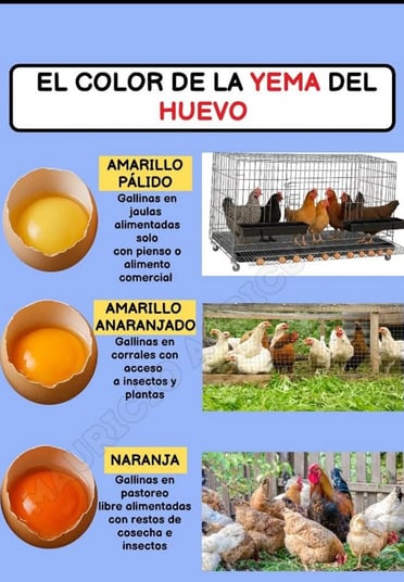 a poster with a picture of a chicken in a cage