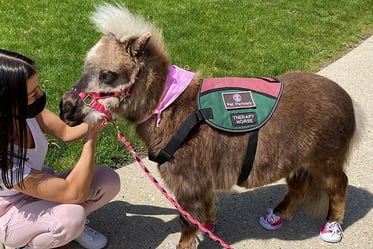 Pet Partners Therapy mini-horse.