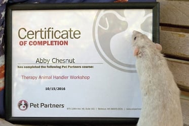 Pet Partners Therapy Rat with Handler Certificate of Completion.