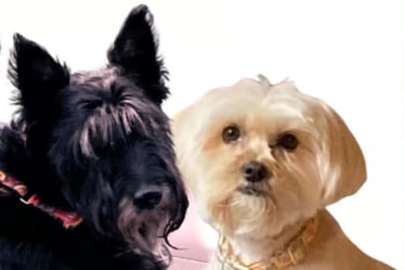 pet portrait from photo