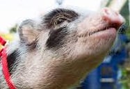 Pet Partners therapy pig on a leash.