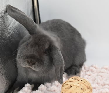 Hot Cross Buns' Boggle - Blue Holland Lop Baby doe with special needs on white background