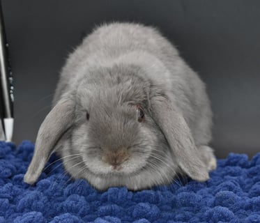 Hot Cross Buns' Noelle - Special Needs lilac Holland Lop doe on black background