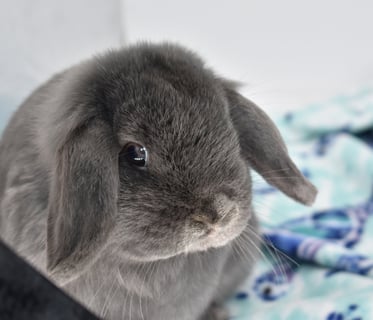 Hot Cross Buns' Boggle - blue Holland Lop pet doe on white background