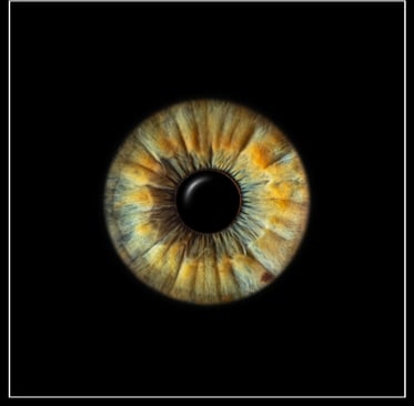 iris foto, Einzeliris, schwarzer Hintergrund, Auge, Macroaufnahme