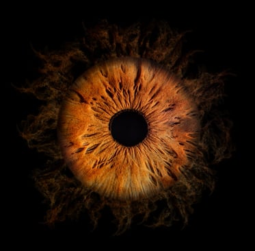 iris foto, Einzeliris, Auge, Macroaufnahme