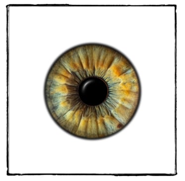 iris foto, Einzeliris, weißer Hintergrund, Auge, Macroaufnahme