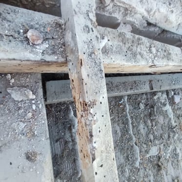 poutre attaquée par des termites,vrillettes,capricorne