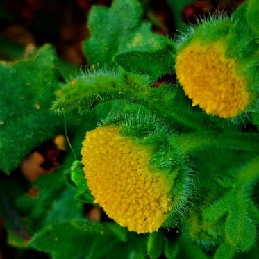 Flowers of Grangea madraspatana