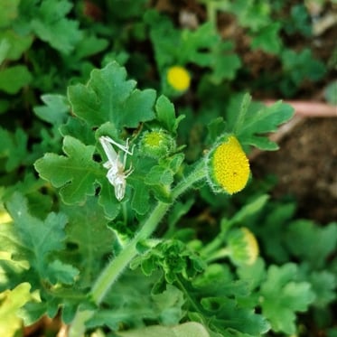 Plant of Madras carpet noticed in Mallaram Village of Nizamabad, Telangana