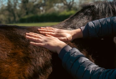 A close up of Gemma's hands resting on the back of brown horse.