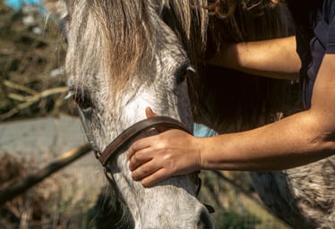 Close up shot of Gemma with her hands on a grey horse's face with it facing the camera.