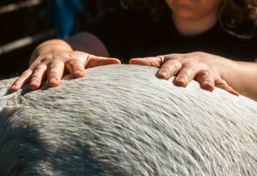 A close up shot of Gemma's hands resting on the top of a grey horse's hind end.