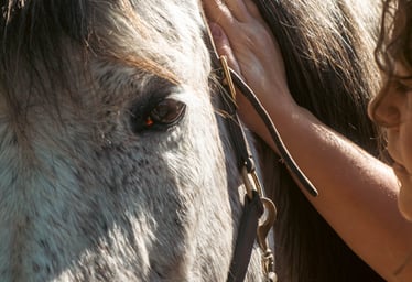 A close up shot of a grey horse's eye and Gemma resting her hand below the horse's ear.