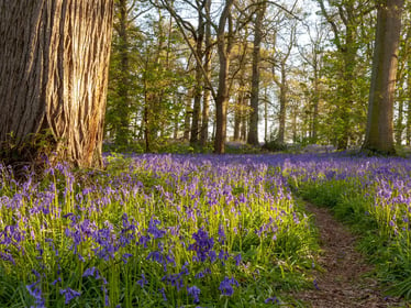 bluebells in a woodland