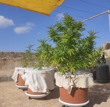 Outdoor Cannabis Plants in Malta