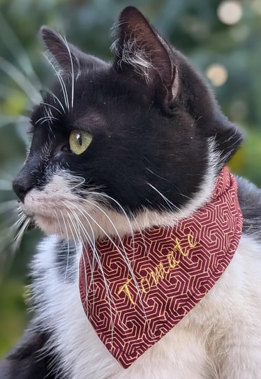 a black and white cat wearing a red bandanna