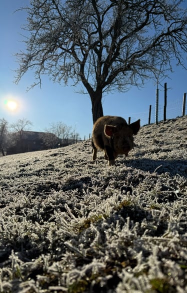 a pig in the snow with a tree in the background
