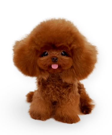 cachorros pequeños en venta logo