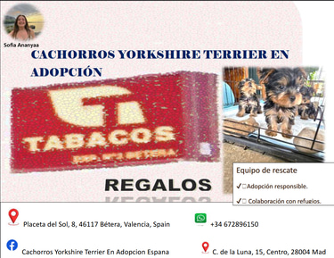 Cachorros de Yorkshire en adoption en Espana logo