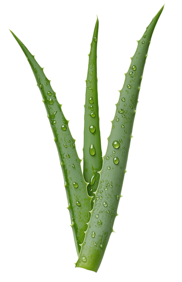 Dr Heitor Oliveira Homeopatia logo