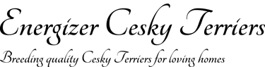 Energizer Cesky Terriers logo