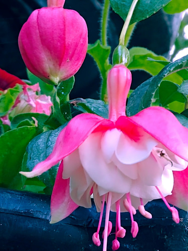 Lifestyle Solutions - TLU logo