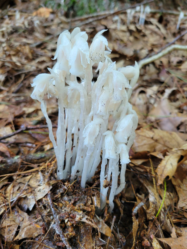 Indian Ghost Pipe Tincture logo