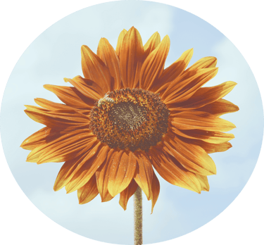 The Healthy Home Library logo