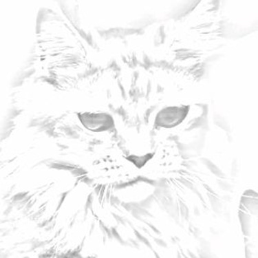 Chatterie des Chamicoons logo