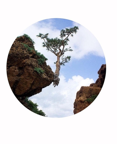 Sacred Resin Traders logo