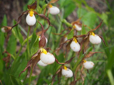 Jasmin Wright Counselling logo