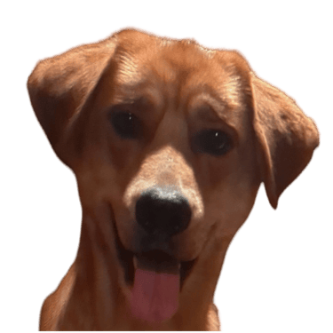 Deebo's NutZ! logo