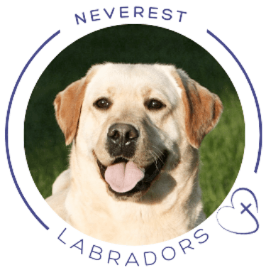 Neverest Labrador  Retrievers logo