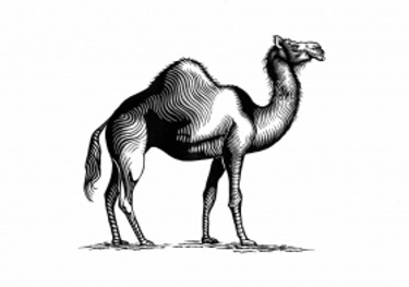 Camel Lot Estate logo